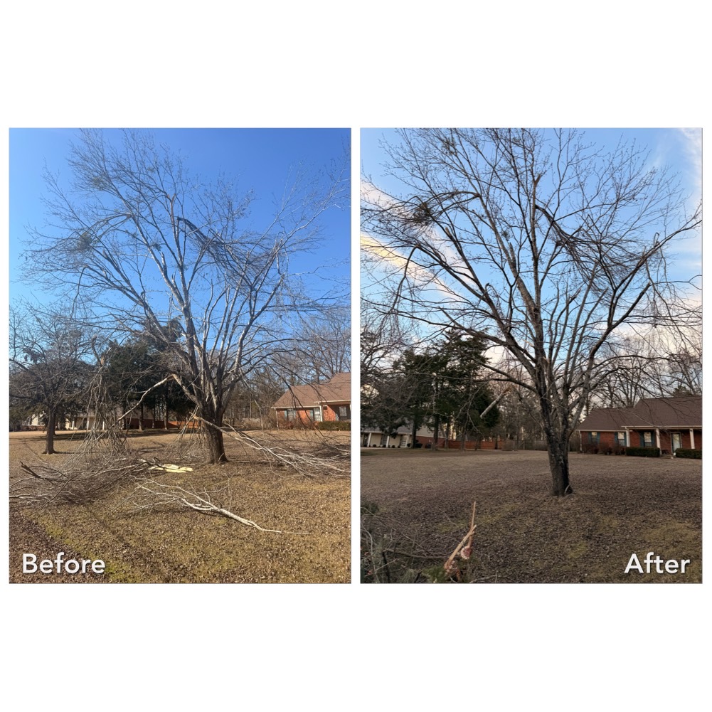 Safe Again Storm Debris Cleanup In Oxford, MS
